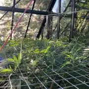 Georgias Cream Outdoor/greenhouse