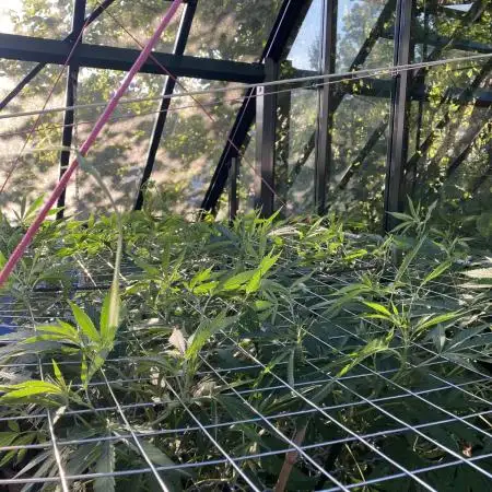 Georgias Cream Outdoor/greenhouse