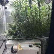 DWC/Candy Jungle Auto
