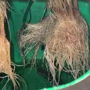 Candy Jungle Auto/DWC