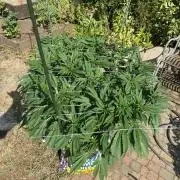 TropicalKush Outdoor