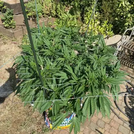 TropicalKush Outdoor