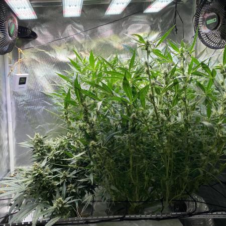 Candy Jungle Auto/DWC