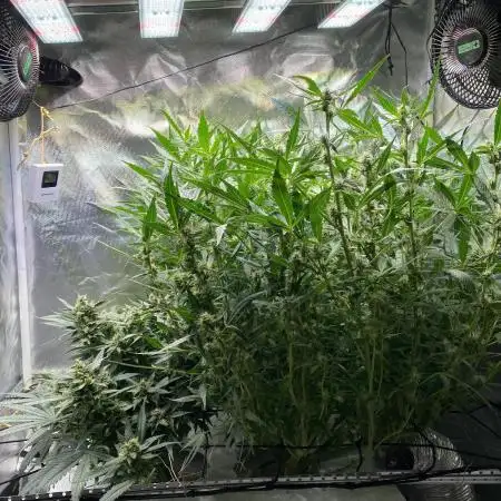 Candy Jungle Auto/DWC