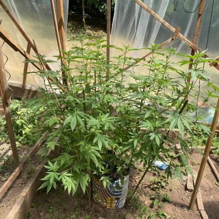 Critical Greenhouse/Outdoor