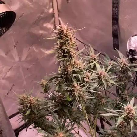 Strawberry Gorilla Auto