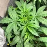 Wedding Cheesecake FF | FastBuds
