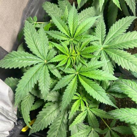 Wedding Cheesecake FF | FastBuds