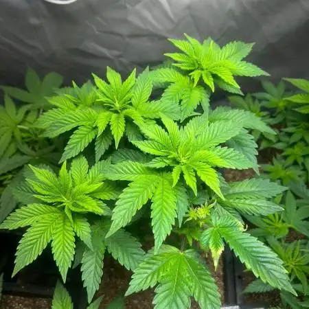 Gelato #45 | Barney's Farm