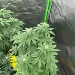 Gelato #45 | Barney's Farm