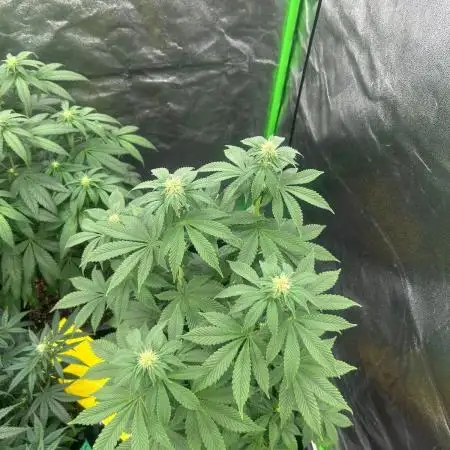 Gelato #45 | Barney's Farm