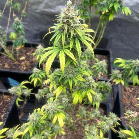 Wedding Cheesecake FF | FastBuds