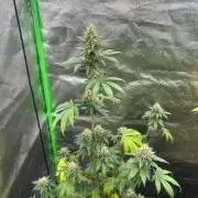 Gelato #45 | Barney's Farm