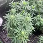 Wedding Cheesecake FF | FastBuds