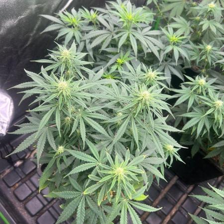 Wedding Cheesecake FF | FastBuds