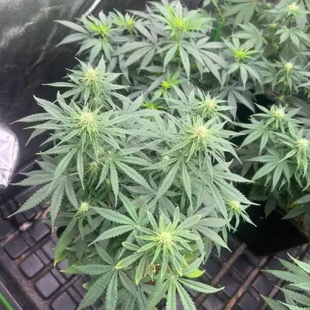 Wedding Cheesecake FF | FastBuds