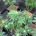 Wedding Cheesecake FF | FastBuds