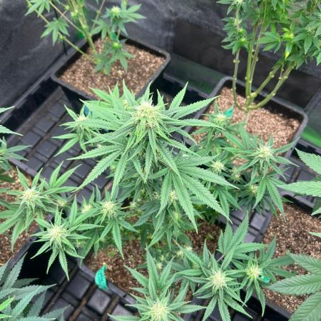 Wedding Cheesecake FF | FastBuds