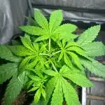Wedding Cheesecake FF | FastBuds