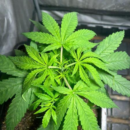 Wedding Cheesecake FF | FastBuds