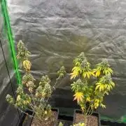 Gelato #45 | Barney's Farm