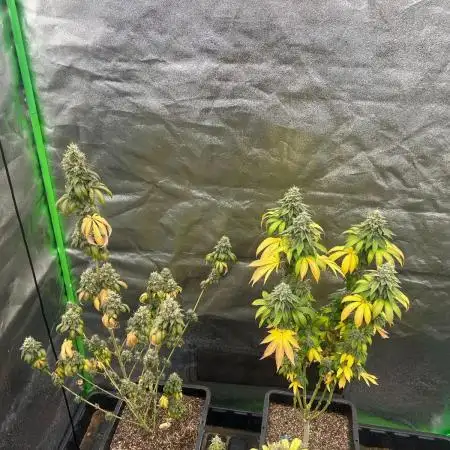 Gelato #45 | Barney's Farm