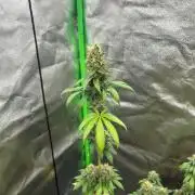 Gelato #45 | Barney's Farm