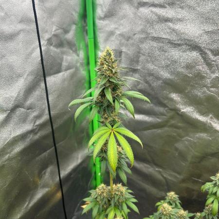 Gelato #45 | Barney's Farm