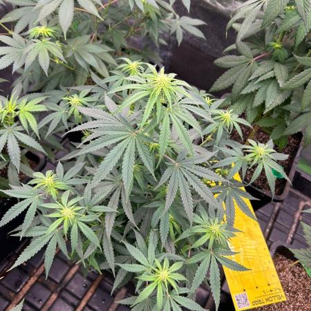 Wedding Cheesecake FF | FastBuds