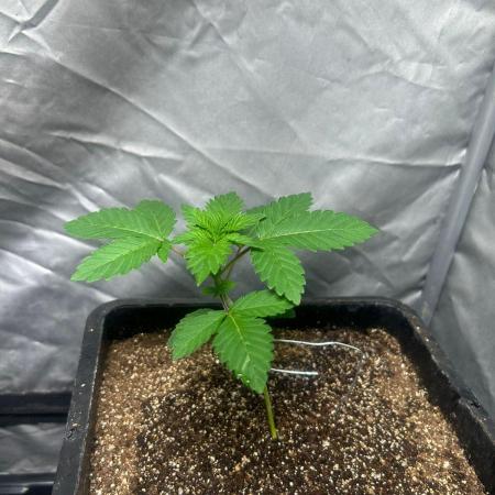 Gelato #45 | Barney's Farm