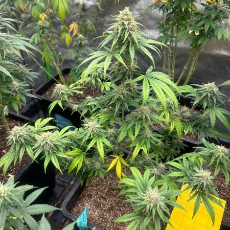 Wedding Cheesecake FF | FastBuds