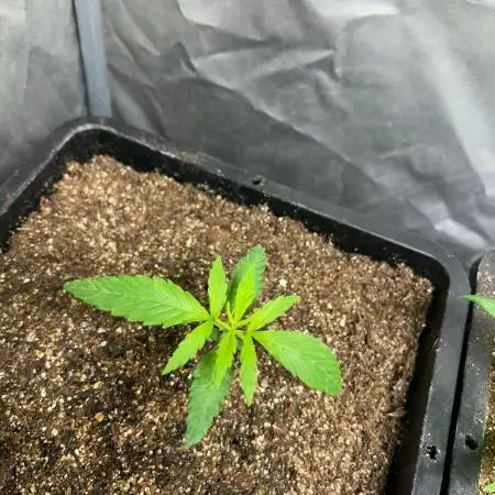 Wedding Cheesecake FF | FastBuds
