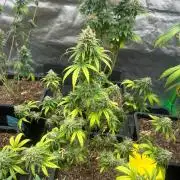 Wedding Cheesecake FF | FastBuds