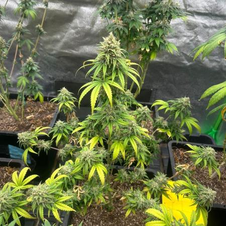 Wedding Cheesecake FF | FastBuds