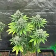 Gelato #45 | Barney's Farm