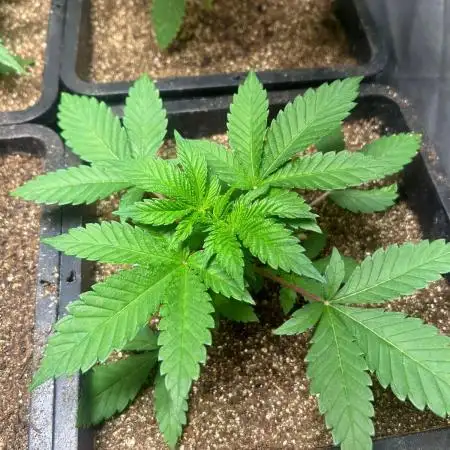 Gelato #45 | Barney's Farm