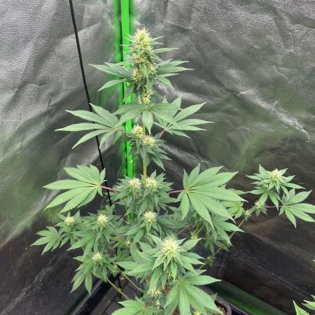 Gelato #45 | Barney's Farm