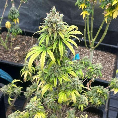 Wedding Cheesecake FF | FastBuds