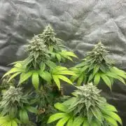 Gelato #45 | Barney's Farm