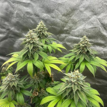 Gelato #45 | Barney's Farm