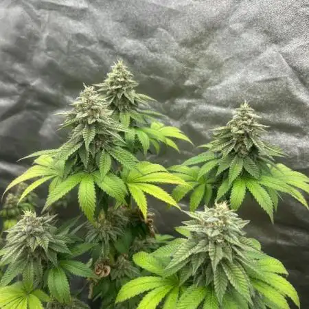 Gelato #45 | Barney's Farm