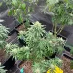 Wedding Cheesecake FF | FastBuds