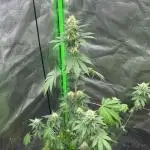 Gelato #45 | Barney's Farm