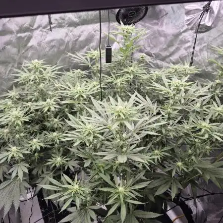 Hydroponics Test Run