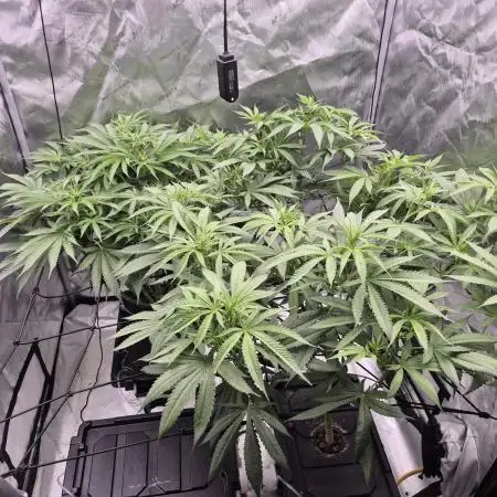 Hydroponics Test Run