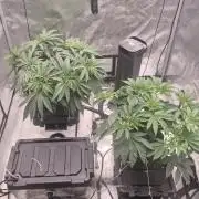 Canuk Seeds - RDWC