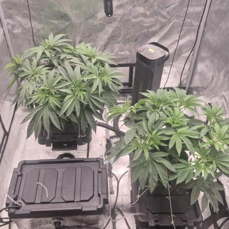 Canuk Seeds - RDWC