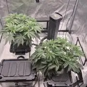 Canuk Seeds - RDWC