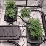 RDWC - Hindu Kush - seed propogation