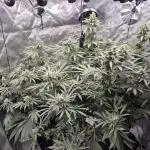 Hydroponics Test Run